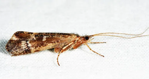 Limnephilus sericeus