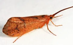 Pycnopsyche scabripennis thumbnail 2