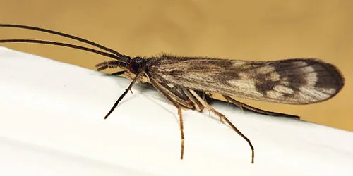 Molanna ulmerina