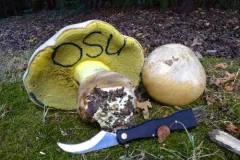 Ben's Bitter Bolete thumbnail 3