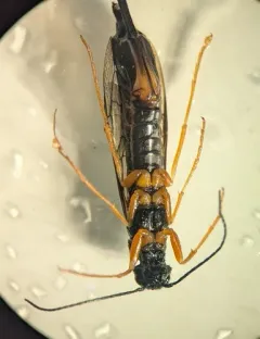 Xeris melancholicus thumbnail 4
