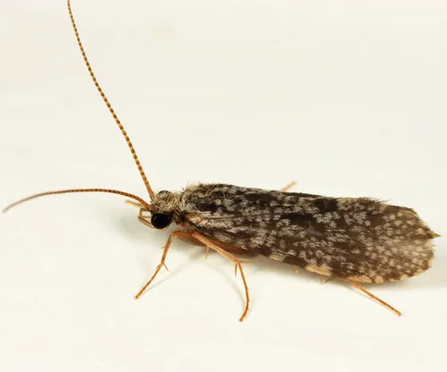 Holocentropus interruptus