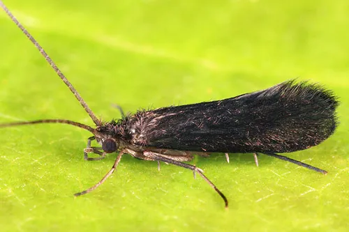 Lype diversa