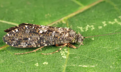 Rhyacophila formosa
