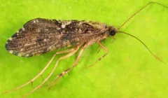 Rhyacophila fuscula thumbnail 1