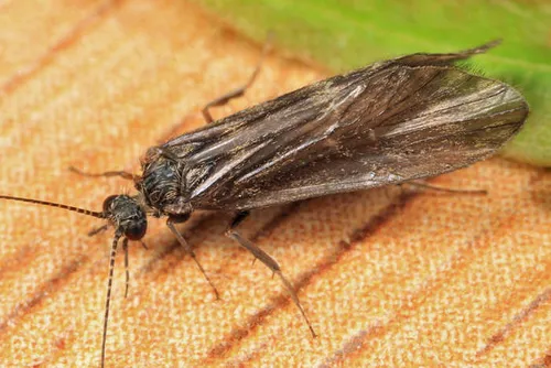 Rhyacophila manistee