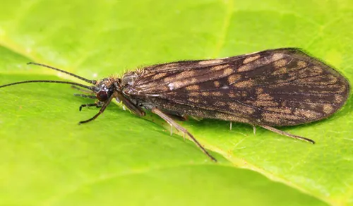 Rhyacophila nigrita