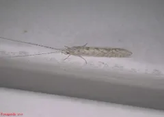 Nectopsyche diarina thumbnail 3