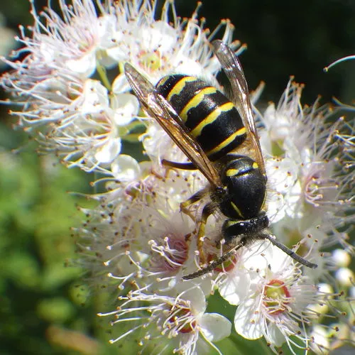 Northern Aerial Yellowjacket
