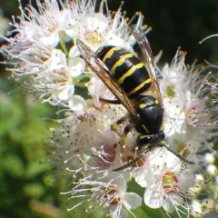 Northern Aerial Yellowjacket thumbnail 1