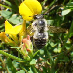 Black-and-gray Leafcutter Bee thumbnail 1
