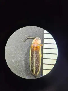 Photinus curtatus thumbnail 1