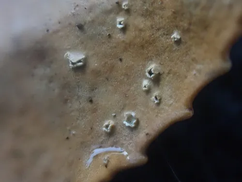 Stictis vaccinii
