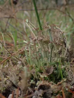 Slender Ladder Lichen thumbnail 1