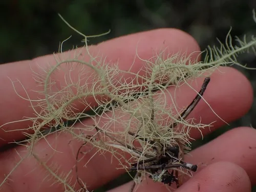 Usnea silesiaca