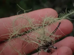 Usnea silesiaca thumbnail 1