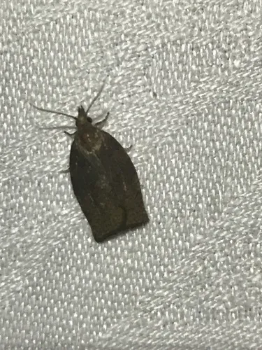 Dark Fruit-tree Tortrix