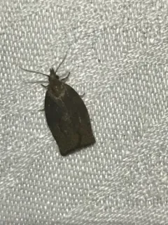 Dark Fruit-tree Tortrix thumbnail 1