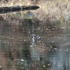 Oriental Weatherfish thumbnail 3