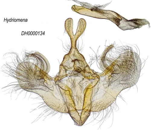 Hydriomena macdunnoughi