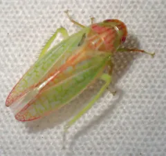 Eight-lined Leafhopper thumbnail 3