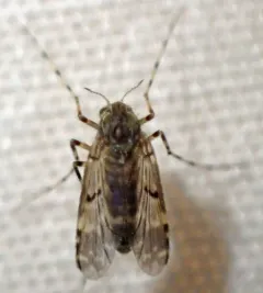 Ablabesmyia annulata thumbnail 4