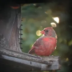 Northern Cardinal photo