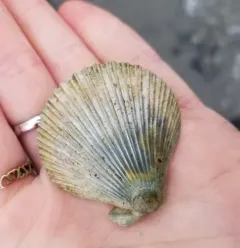 Reddish Scallop thumbnail 4