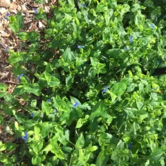 Asiatic dayflower thumbnail 2