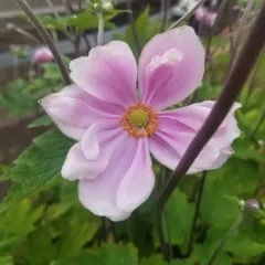 Hubei Anemone thumbnail 4