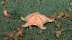 Hippasteria californica thumbnail 2