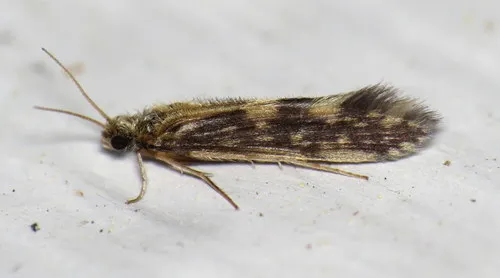Salt and Pepper Microcaddisfly