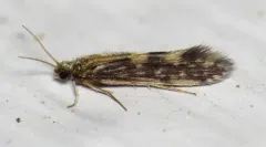 Salt and Pepper Microcaddisfly thumbnail 1