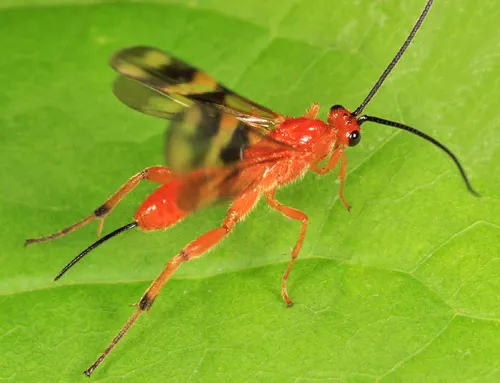 Cremnops desertor