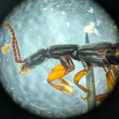 Lathrobium armatum thumbnail 2