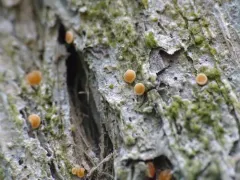 Orange Dimple Lichen thumbnail 2