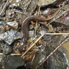 Cascade Torrent Salamander thumbnail 3