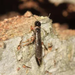 Histeromerus canadensis thumbnail 2