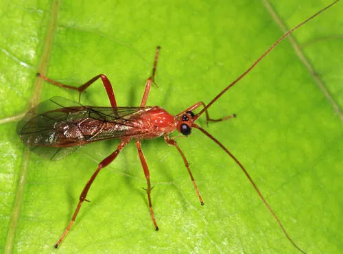 Homolobus infumator