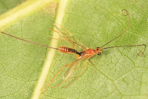 Hymenochaonia delicata
