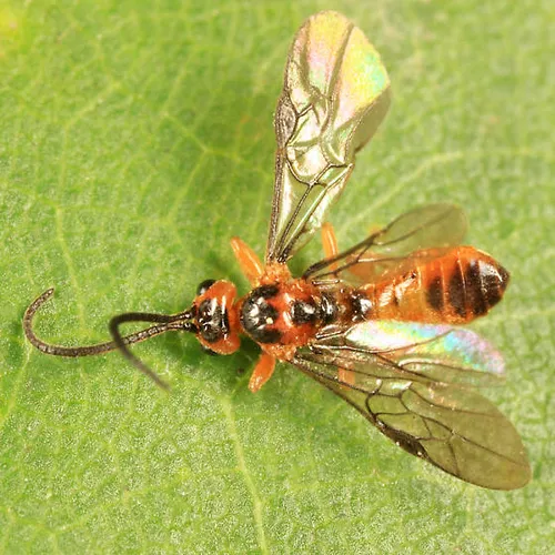 Proterops proteroptoides