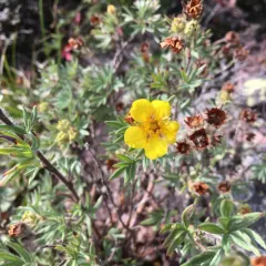 shrubby cinquefoil thumbnail 2