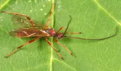 Aleiodes burrus thumbnail 2