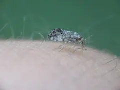 Lichenomima sparsa thumbnail 1