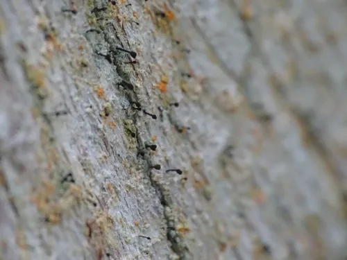 Chaenotheca ferruginea