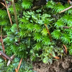 Small Hair Moss thumbnail 4