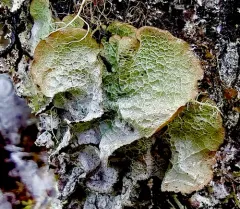 Oldgrowth Rag Lichen thumbnail 3