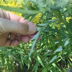 field thistle thumbnail 3