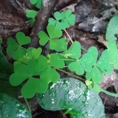upright yellow woodsorrel thumbnail 4