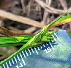 Willdenow's Sedge thumbnail 4